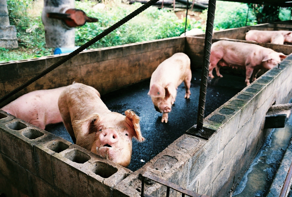 Pig Farm 7