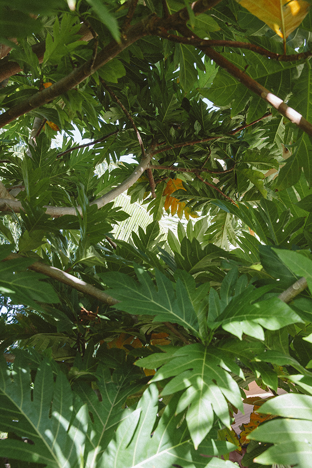 Breadfruit tree in Hawai‘i Hawaii
