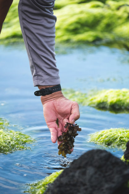 The Lure of Eating More Limu » FLUX