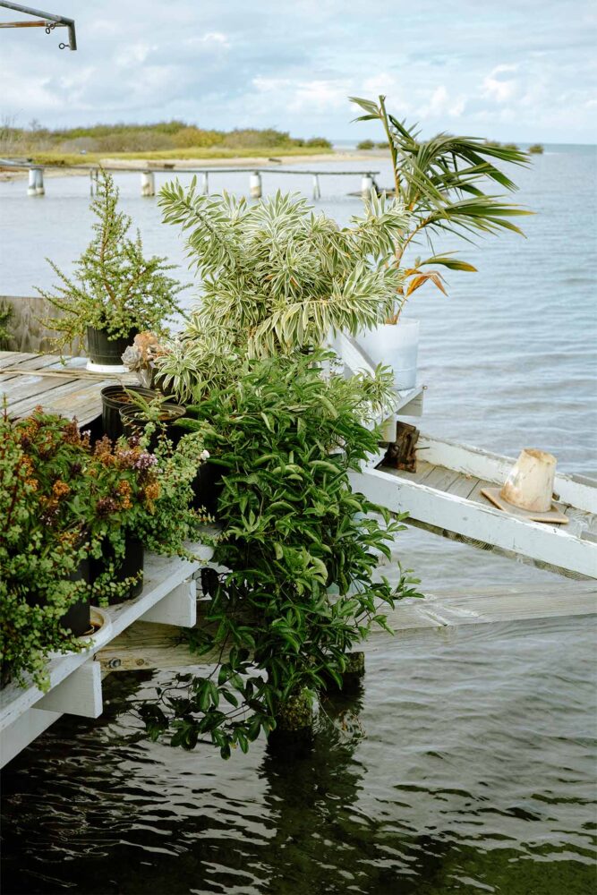 plants on a dock