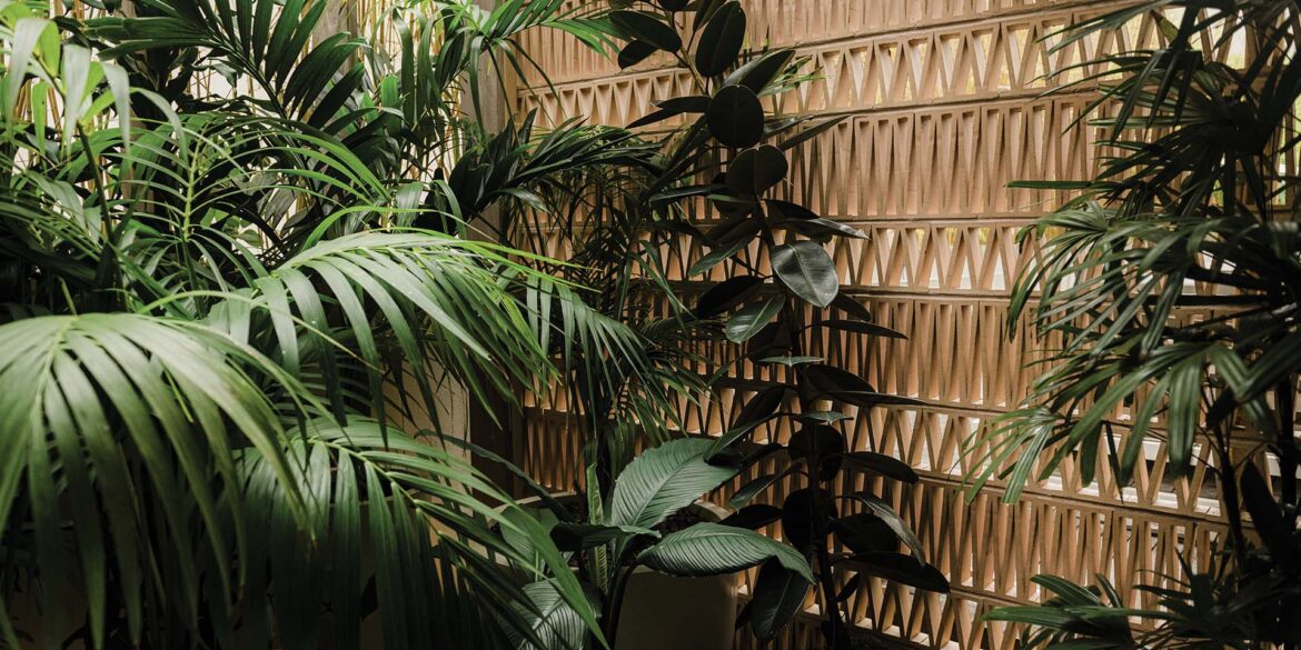 a plant next to a wall