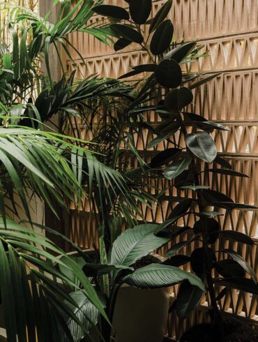 a plant next to a wall