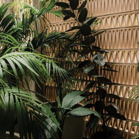 a plant next to a wall