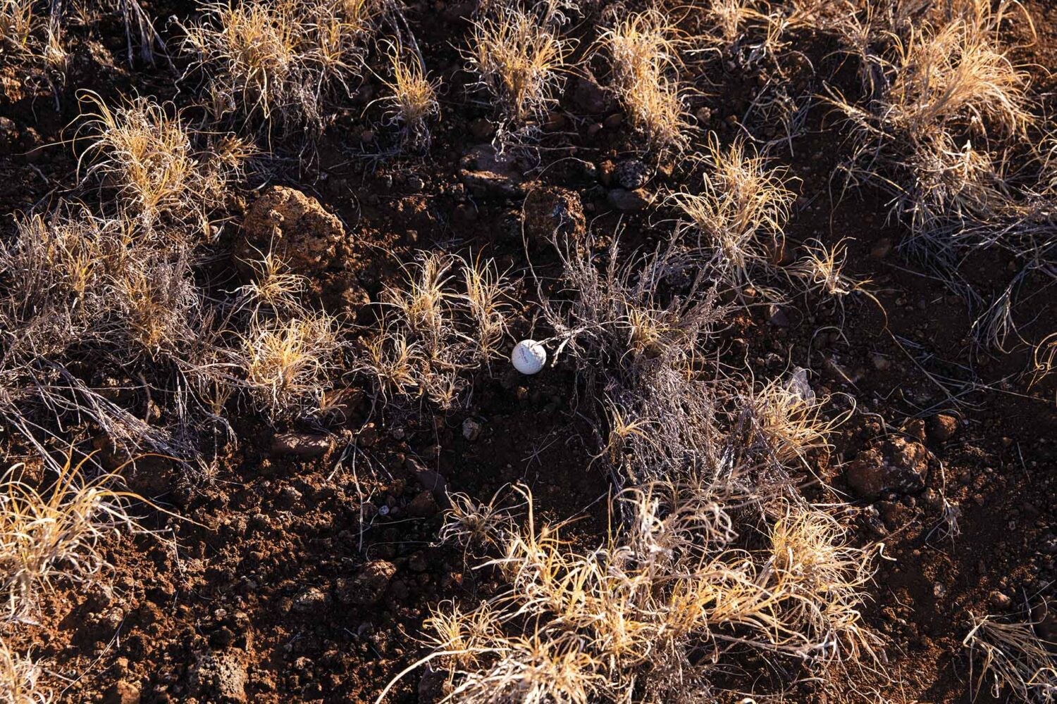 dried plants and soil in Kailapa