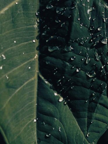 abstract image of leaf with beads of water for the kalehua story