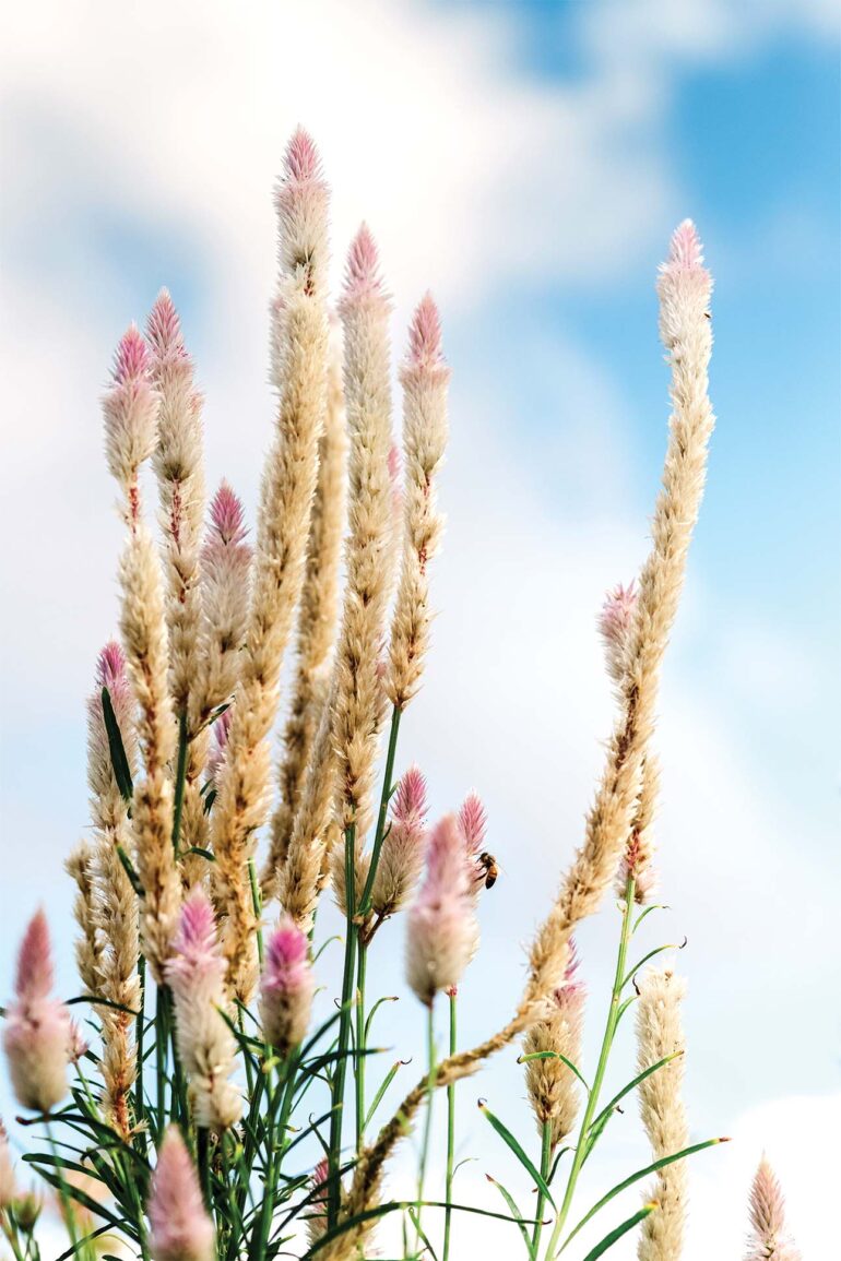 A Guide to Waialua for the Sustainably Minded » FLUX