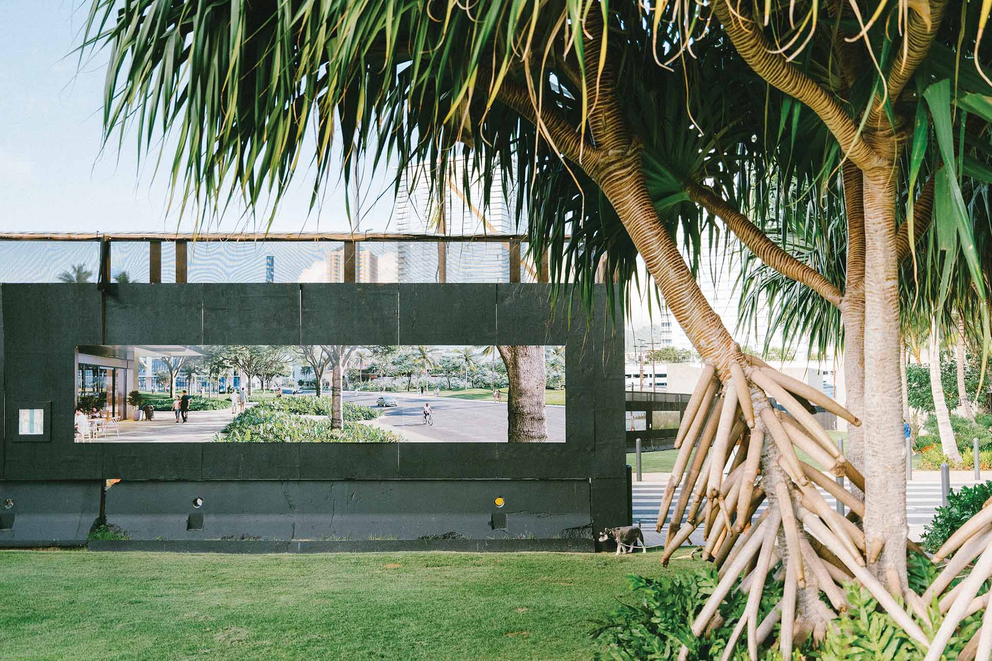 A develpoment in progress at ward village, Kaka‘ako. The hala tree here marks the presence of Iwi Kūpuna that were protected from disturbance by the Caceres family.